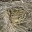 2024-mixed-grass-hay-round-bales-(bid-per-unit)-image-8