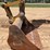 2015-caterpillar-326fl-image-9