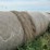 2024-mixed-grass-hay-round-bales-(bid-per-unit)-image-4