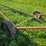 american-auger-8”-x-56’,-540-pto,-15”-tires-on-5-bolt-rims,-no-hitch,-sn:-177065-*sells-with-a-poly-image-10