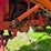 farmall-h-with-dual-loader,-wide-front,-6.00-16-fronts,-13.6-38-rears,-540-pto-with-loader-pump,-whe-image-7