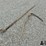 antique-spoon-&-scythe-hand-tools-image-1