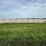2024-mixed-grass-hay-round-bales-(bid-per-unit)-image-12