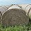 2024-mixed-grass-hay-round-bales-(bid-per-unit)-image-2