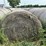 2024-mixed-grass-hay-round-bales-(bid-per-unit)-image-2