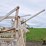 portable-cattle-chute-image-13