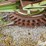 claas-ru600-xtra-image-16