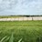 2024-mixed-grass-hay-round-bales-(bid-per-unit)-image-11
