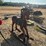 2213---teakwood-rocking-horse-image-1