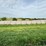 2024-mixed-grass-hay-round-bales-(bid-per-unit)-image-16
