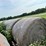 2024-mixed-grass-hay-round-bales-(bid-per-unit)-image-7
