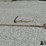 antique-spoon-&-scythe-hand-tools-image-4