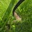 14’-s-tine-cultivator,-3pt-hookup-image-7