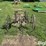 horse-drawn-cultivator-image-2