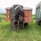 #1028-•-1974-16'-dump-box-goose-neck-trailer-(no-title)-image-2