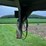 #1030-•-1999-bison-aluma-sport-horse-trailer-(arcadia,-wi)-(wi-title-in-delay)-image-16