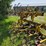 alloway-rau-image-15