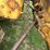 caterpillar-d7-image-87