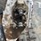 bobcat-t590-image-14