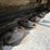new-idea-5209-image-7