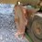 john-deere-8550-image-4