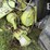 2000-claas-jaguar-880-image-20