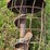 sudenga-8"-x-30ft-truck-auger-image-4