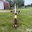 westfield-wr100-51-auger-image-2