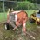 whiteman-multiquip-mixer-image-3