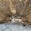 caterpillar-931b-image-33