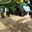john-deere-1770nt-image-13