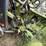 2000-claas-jaguar-880-image-19