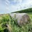 2024-mixed-grass-hay-round-bales-(bid-per-unit)-image-19