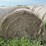 2024-mixed-grass-hay-round-bales-(bid-per-unit)-image-2