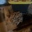 **sold-onsite-only---no-online-bids-accepted**-truck-tire-chains-image-5
