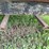 #1028-•-1974-16'-dump-box-goose-neck-trailer-(no-title)-image-59