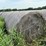 2024-mixed-grass-hay-round-bales-(bid-per-unit)-image-3