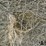 2024-mixed-grass-hay-round-bales-(bid-per-unit)-image-7