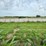 2024-mixed-grass-hay-round-bales-(bid-per-unit)-image-7
