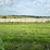 2024-mixed-grass-hay-round-bales-(bid-per-unit)-image-13