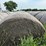 2024-mixed-grass-hay-round-bales-(bid-per-unit)-image-5