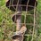sudenga-8"-x-30ft-truck-auger-image-4