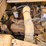 1979-caterpillar-613b-image-46