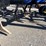 #113178-•-landall-2211-13-chisel-#22f1300360-image-9