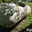 1966-trinity-tank-image-7