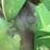 john-deere-d-image-12