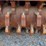 excavator-mulching-head-image-11