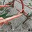 pattee-plow-co-one-row-cultivator-image-12