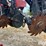 2007-case-ih-1200-image-16