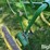 john-deere-pull-type-single-shank-ripper-image-11